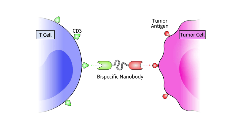 NanoBa Bispecific Antibody Platform