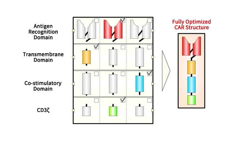 CAR Structure Function Validation Platform