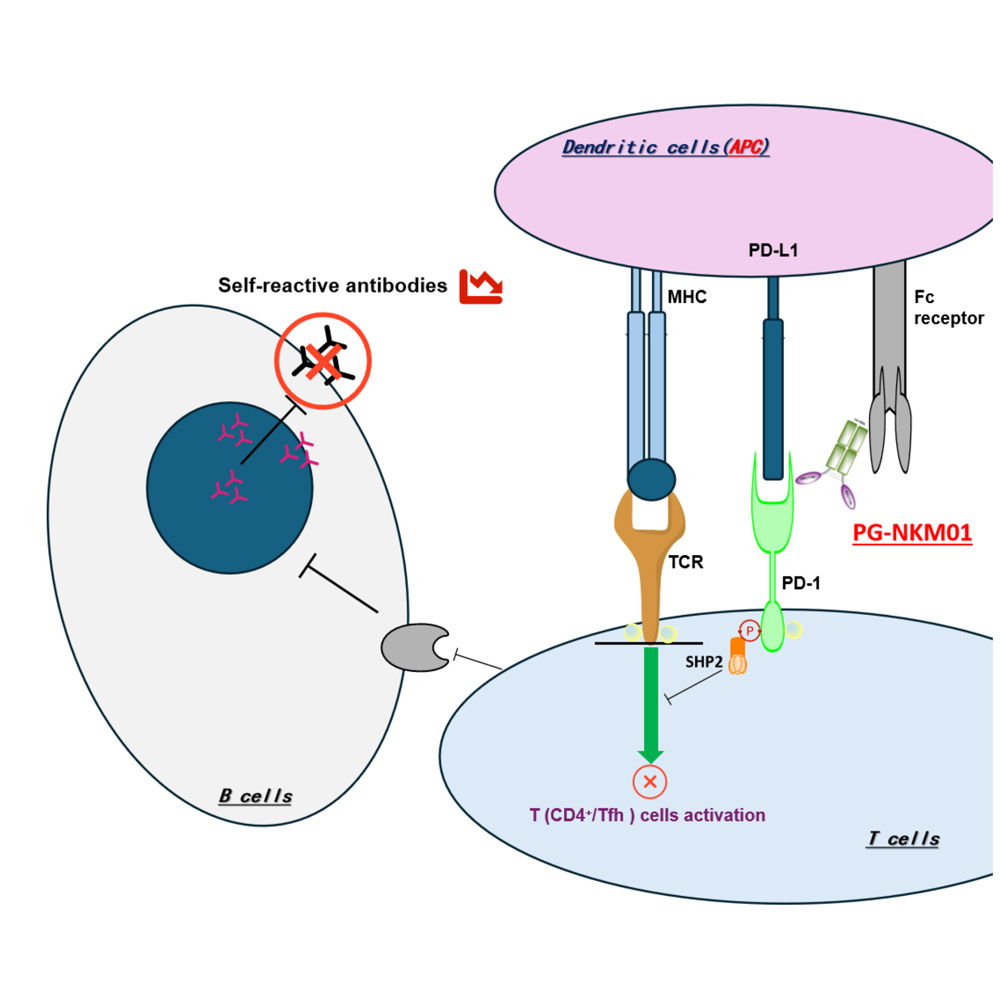 PD-1 agonist platform